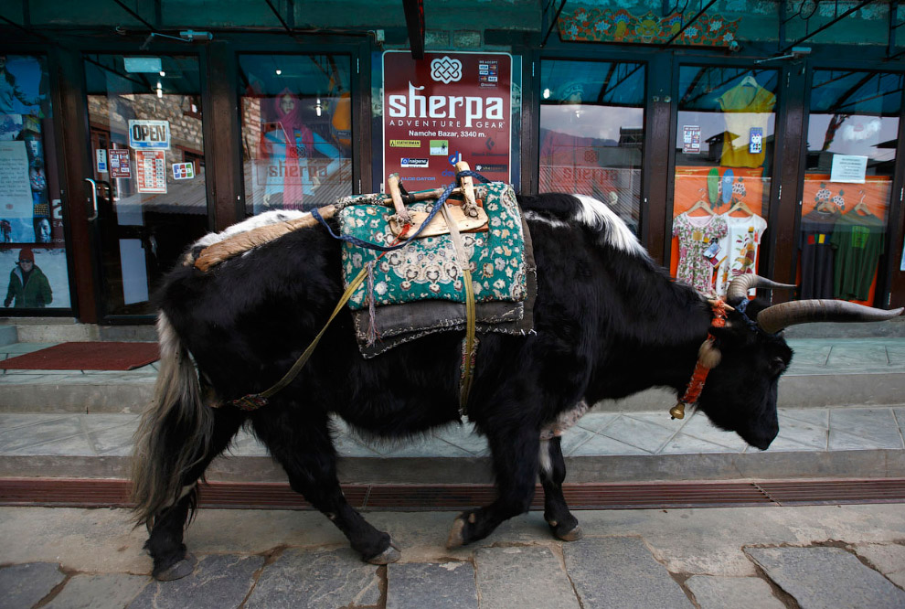 Жизнь у Эвереста Жизнь у Эвереста
