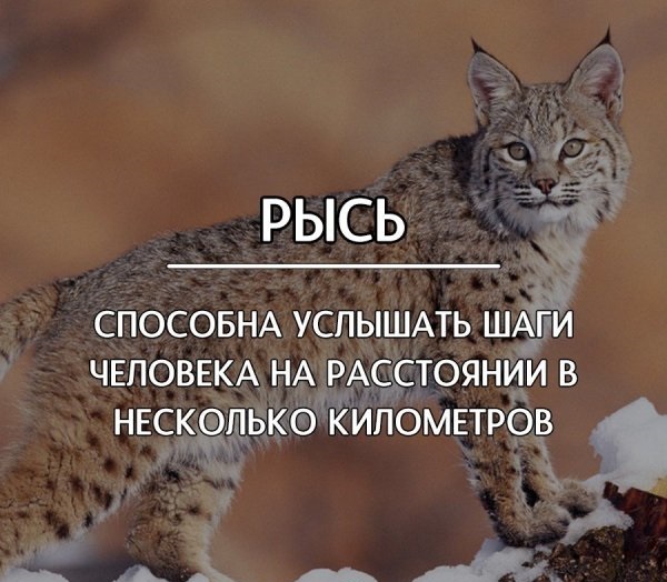 Интересные факты