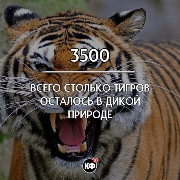Интересные факты