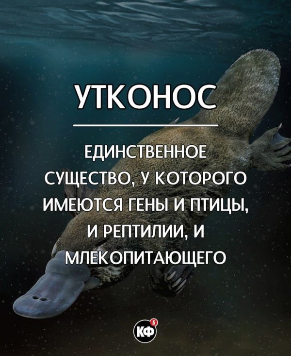 Интересные факты
