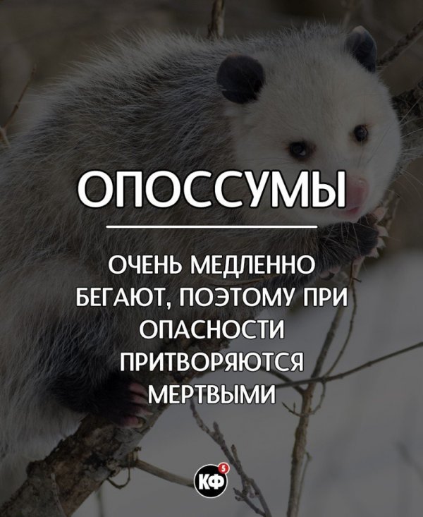 Интересные факты
