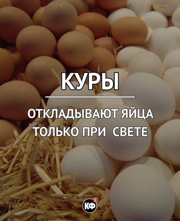 Интересные факты