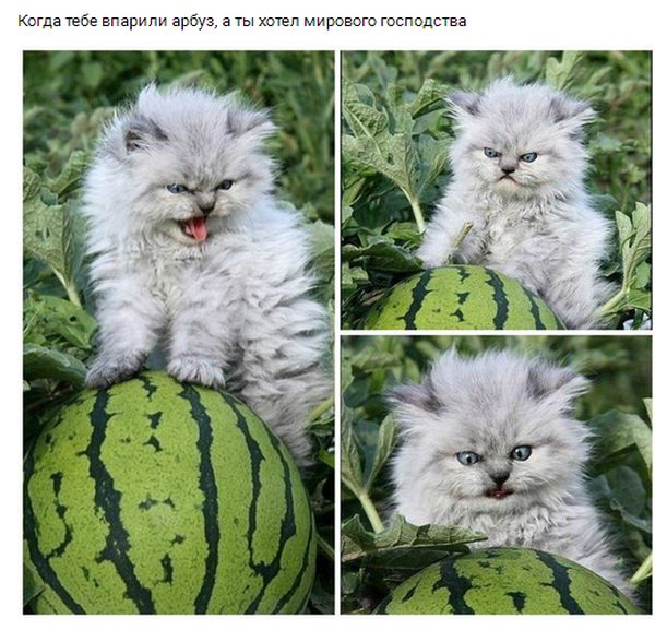 Прикольные картинки