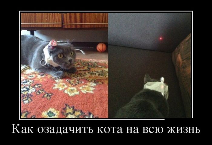 Демотиваторы