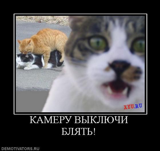 Демотиваторы (72 фото)