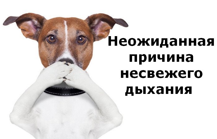 Самая распространенная причина запаха изо рта Самая распространенная причина запаха изо рта