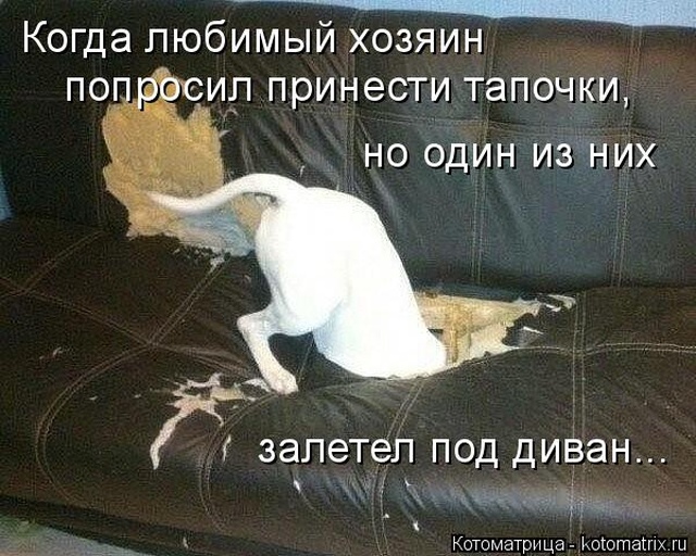 Лучшие котоматрицы недели