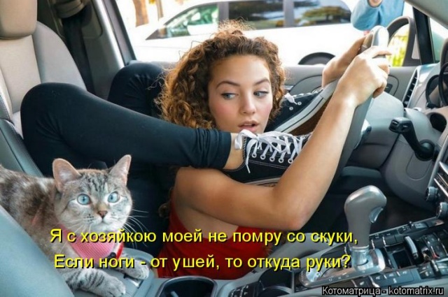 Лучшие котоматрицы недели