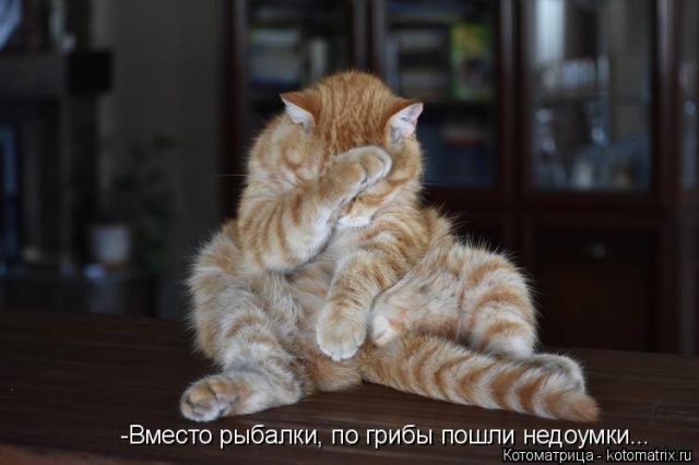 Лучшие котоматрицы недели