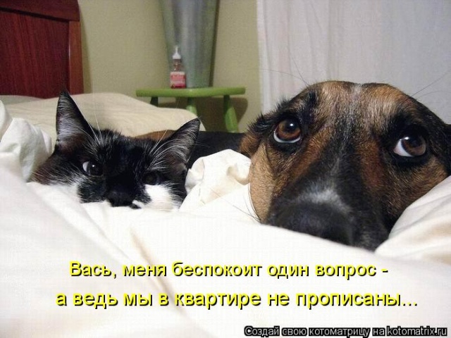 Лучшие котоматрицы недели