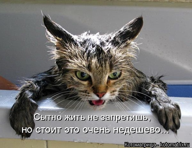 Лучшие котоматрицы недели