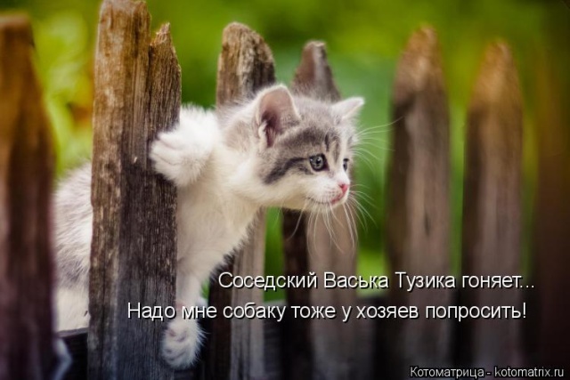 Лучшие котоматрицы недели
