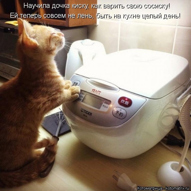 Лучшие котоматрицы недели
