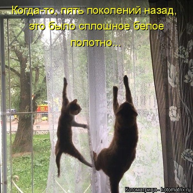 Лучшие котоматрицы недели