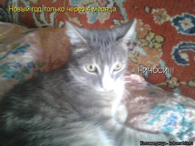 Лучшие котоматрицы недели