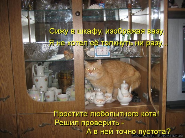 Лучшие котоматрицы недели