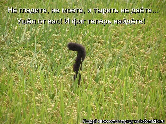 Лучшие котоматрицы недели