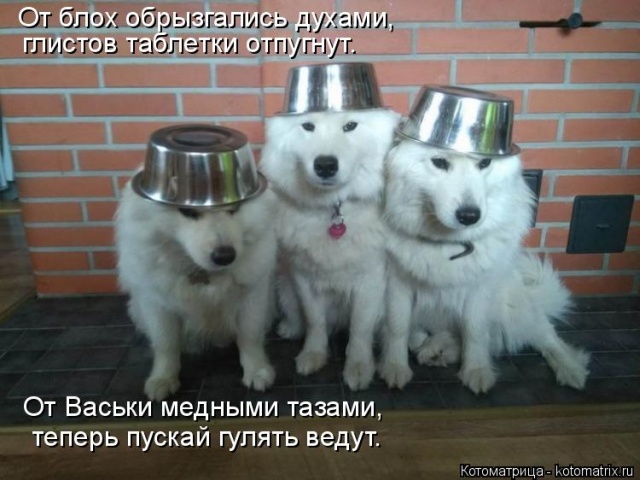 Лучшие котоматрицы недели