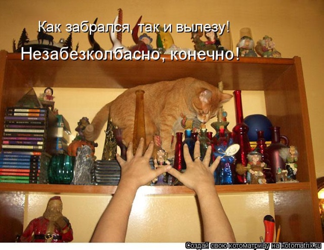 Лучшие котоматрицы недели