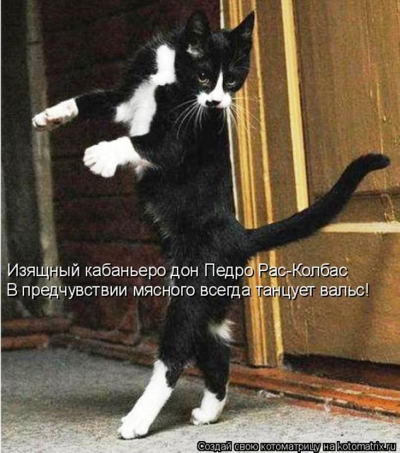 Лучшие котоматрицы недели