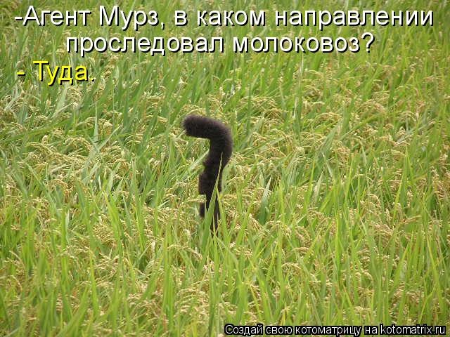 Лучшие котоматрицы недели