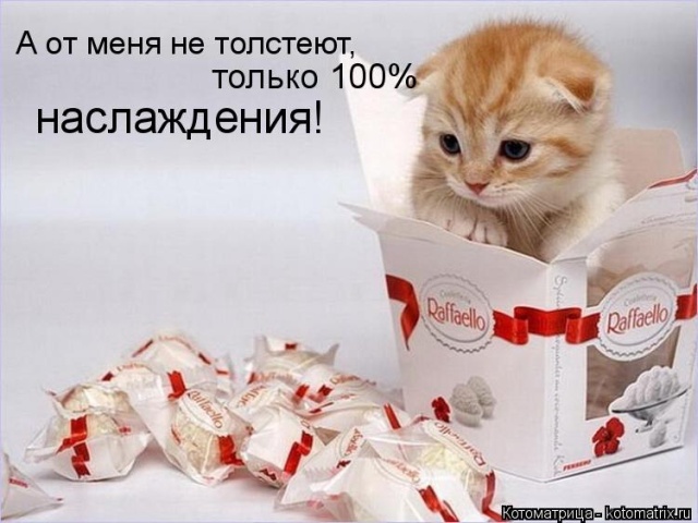 Лучшие котоматрицы недели