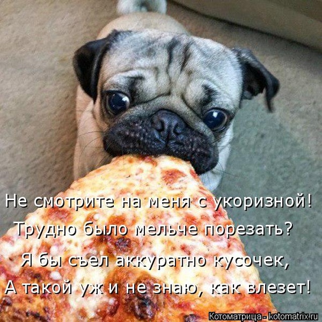 Лучшие котоматрицы недели
