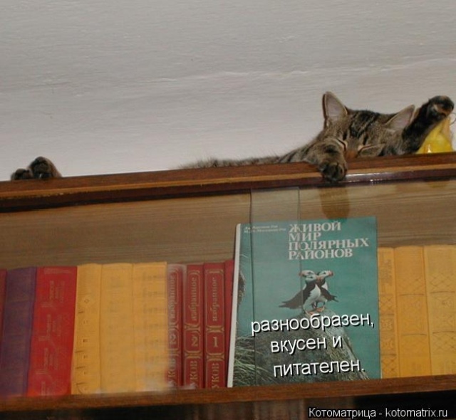 Лучшие котоматрицы недели