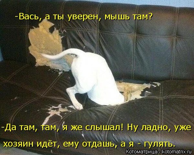 Лучшие котоматрицы недели