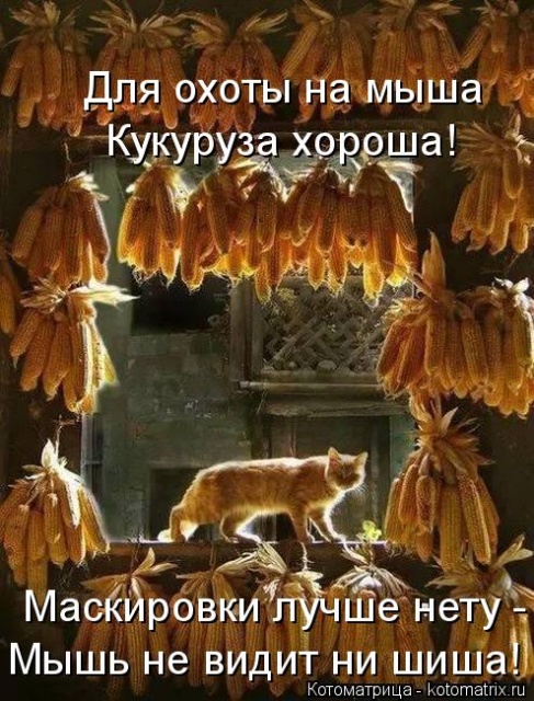 Лучшие котоматрицы недели