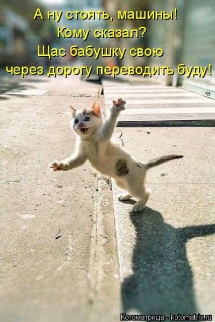 Лучшие котоматрицы недели