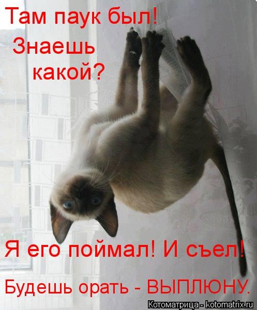Лучшие котоматрицы недели