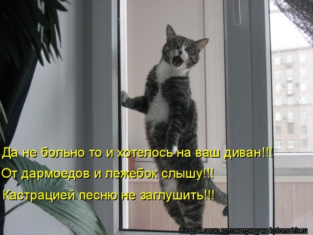 Лучшие котоматрицы недели