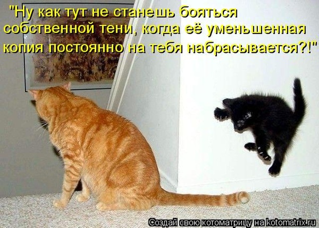 Лучшие котоматрицы недели