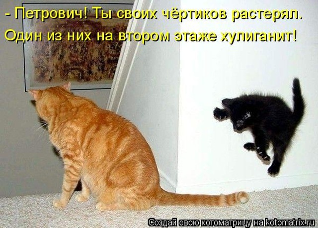 Лучшие котоматрицы недели