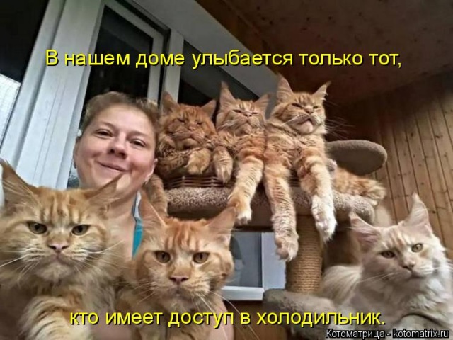 Лучшие котоматрицы недели