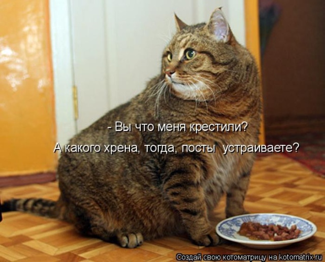 Лучшие котоматрицы недели