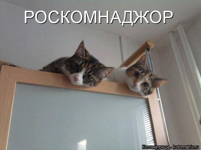 Лучшие котоматрицы недели