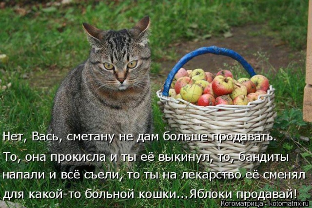 Лучшие котоматрицы недели