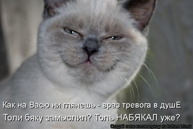 Лучшие котоматрицы недели