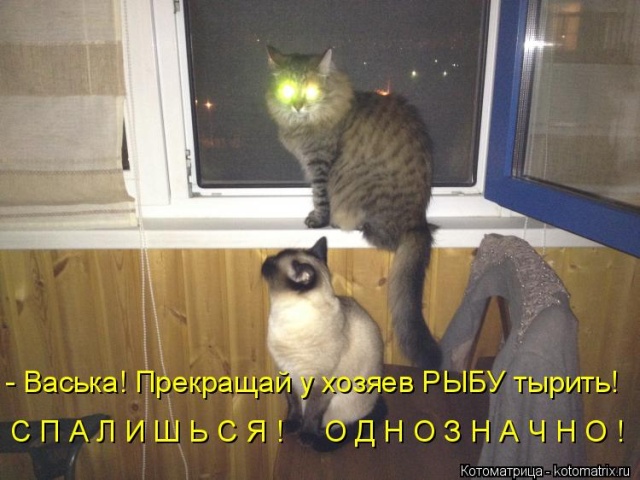 Лучшие котоматрицы недели