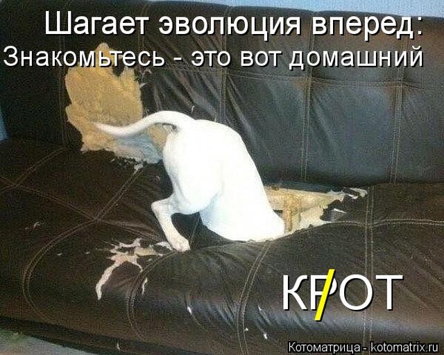 Лучшие котоматрицы недели