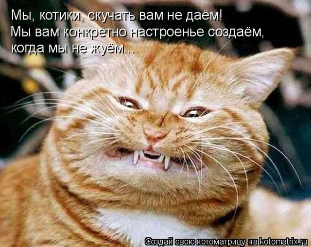 Лучшие котоматрицы недели