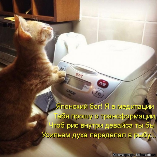 Лучшие котоматрицы недели