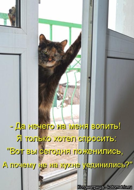 Лучшие котоматрицы недели