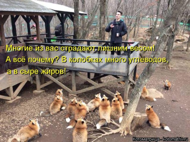 Лучшие котоматрицы недели