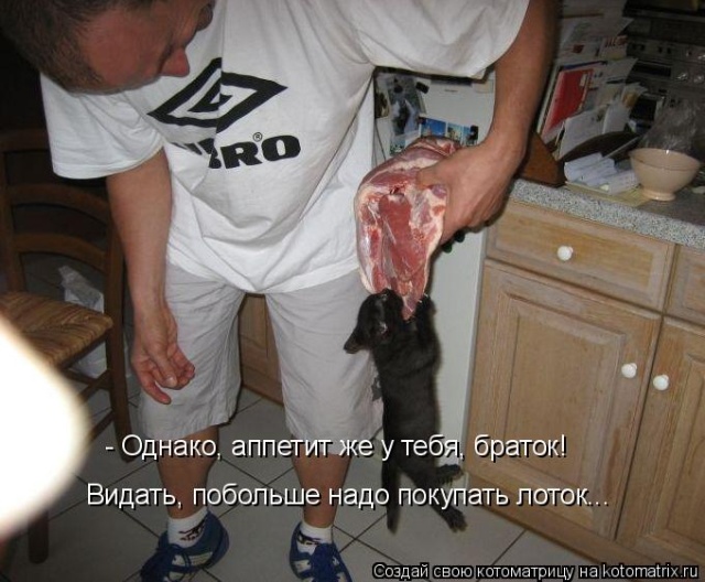 Лучшие котоматрицы недели