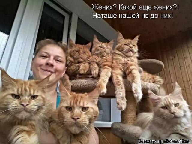 Лучшие котоматрицы недели