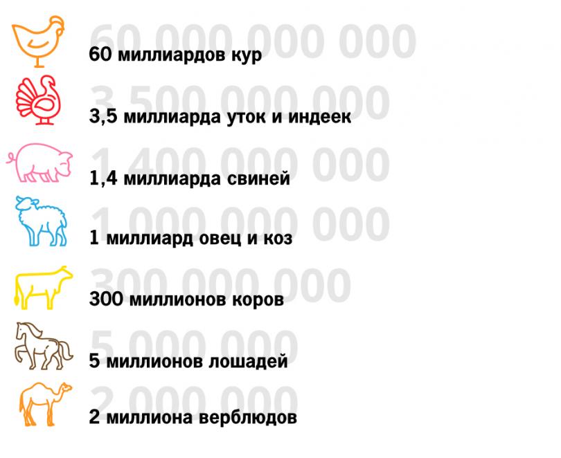 Производство мяса в будущем Производство мяса в будущем