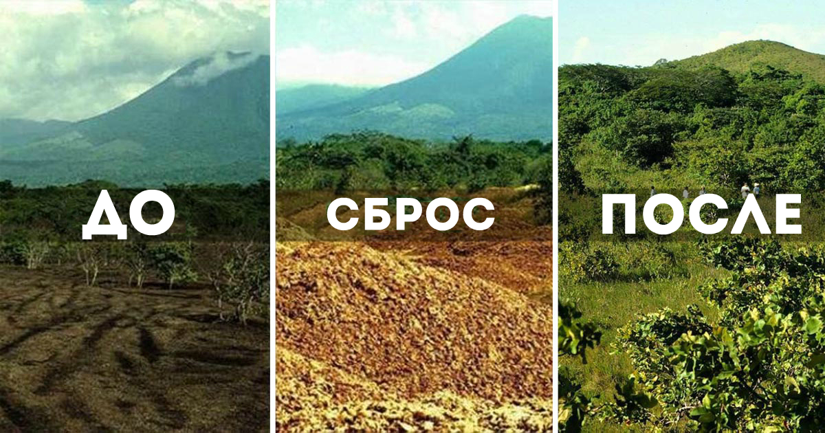 История о том, как апельсиновые корки поменяла экосистему в Центральной Америке История о том, как апельсиновые корки поменяла экосистему в Центральной Америке